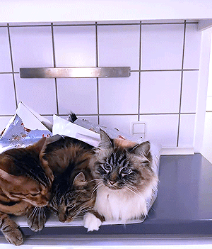 06aa8839133d78dacc5c91692483370f40524aa7.gif