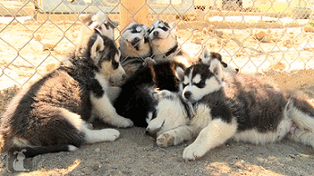 07-funny-animal-gifs-119-husky-puppies.gif