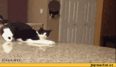 07a0863e71a13f1602f39f.gif