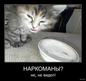 .08.06-bomz.org-demotivator_narkomaniy_ne_ne_videl.webp