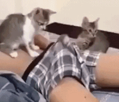 0833ff9b3e048b0cc.gif