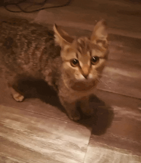 083532c56be18f58d0c73d2f.gif