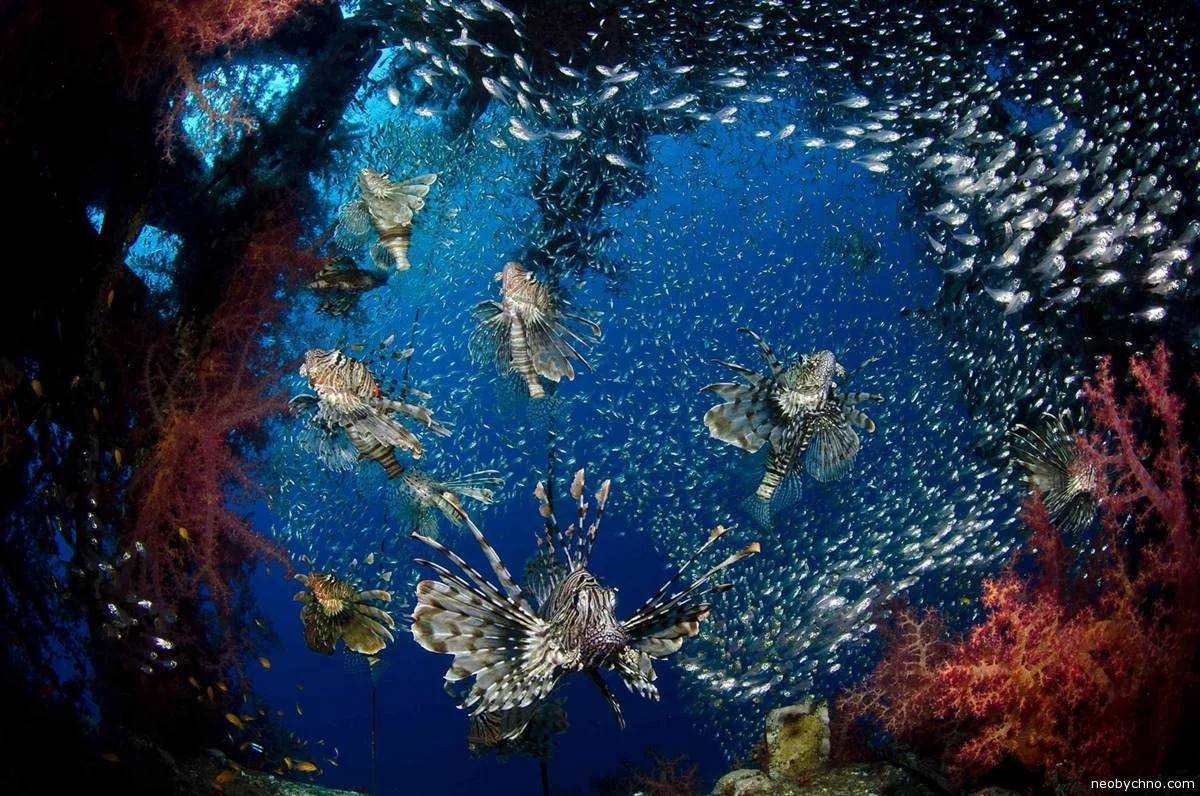 09-lionfish-mark-fuller.webp
