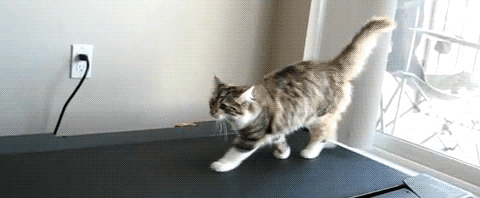 093ebaf8b8ee61dae.gif