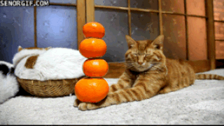 094456c86c1a880eac7cbc.gif