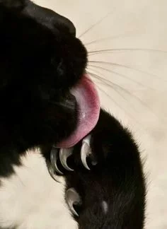 0993763f366fd240e89390353c056507.webp
