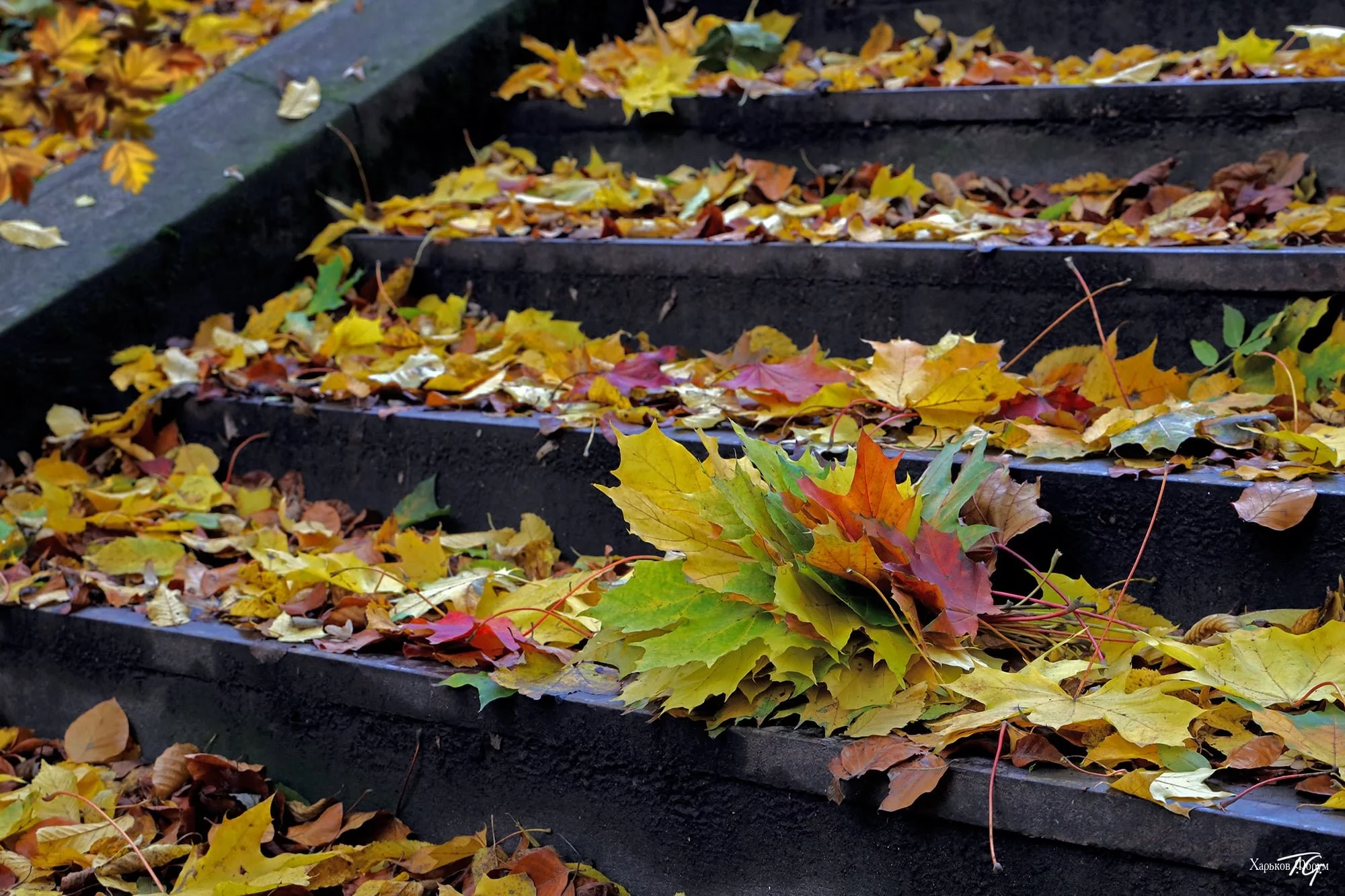 0a667459afb9c99ae09c1a.webp