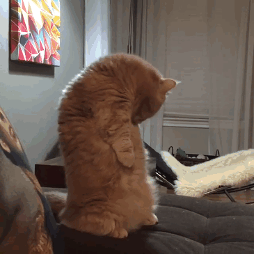 0a691ef2eefb6602c4e72.gif