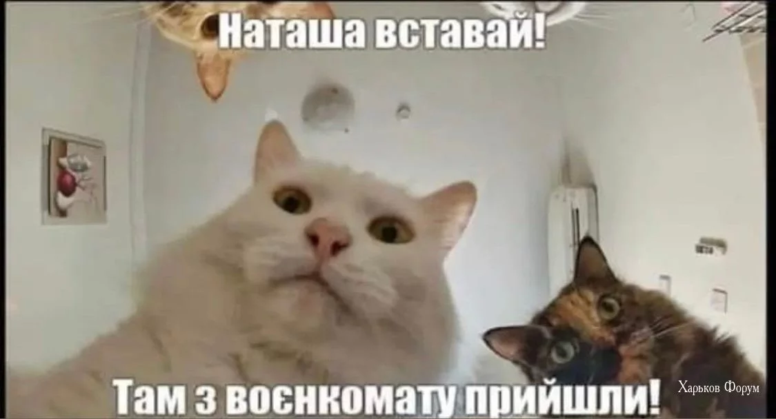 0aad67aae79eb364f2c534bf.webp