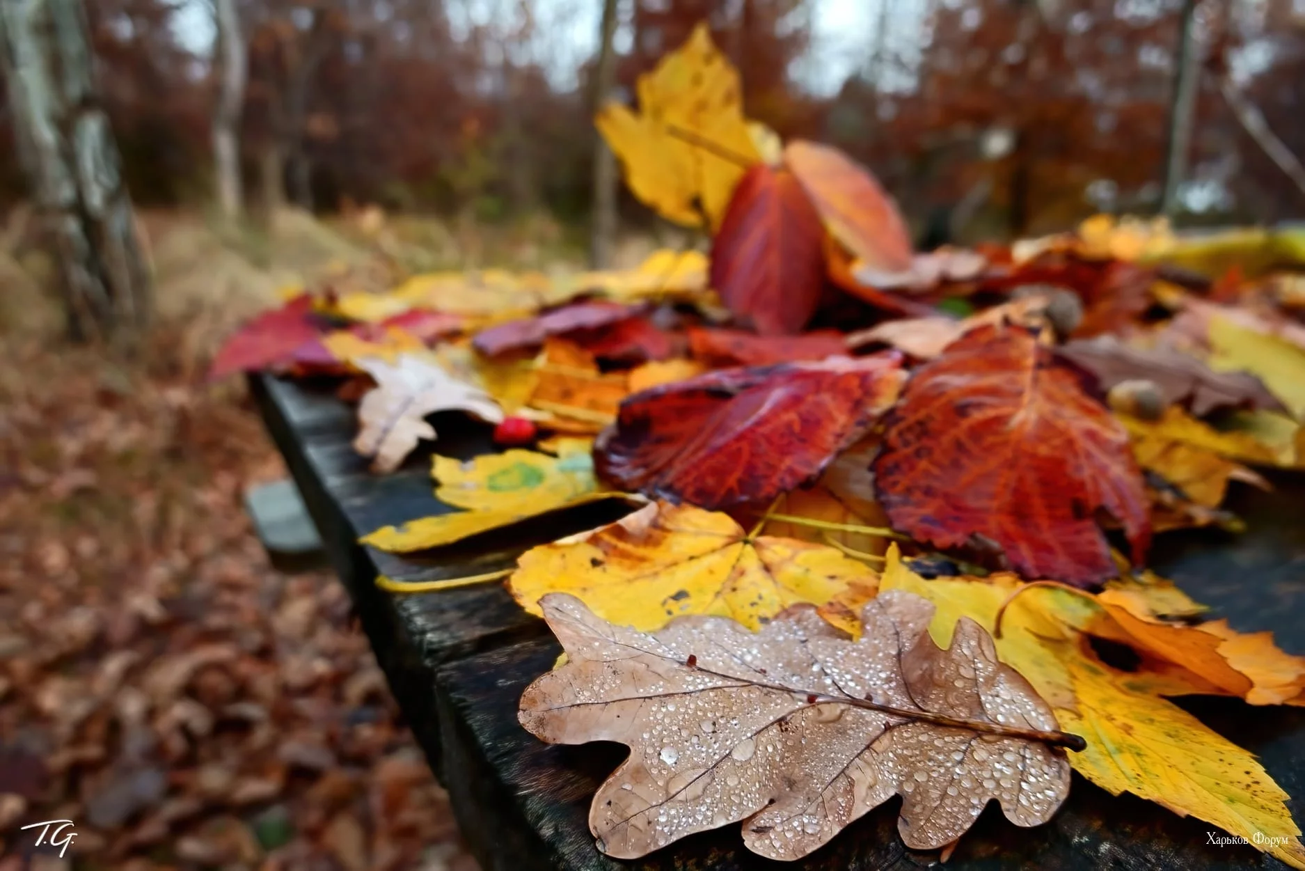 0adf61016c35f91d12fefca.webp