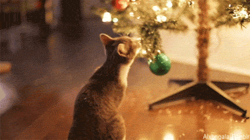 0b2e9b9eee8fc69bd9.gif
