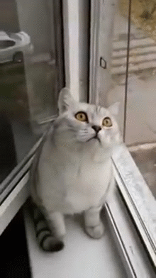 0b4d43229b193b232347.gif