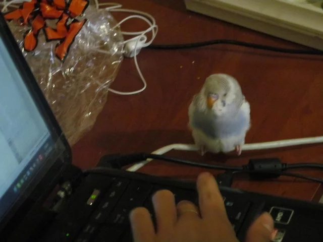 0c69b4bcc7c147154462824af4e.webp