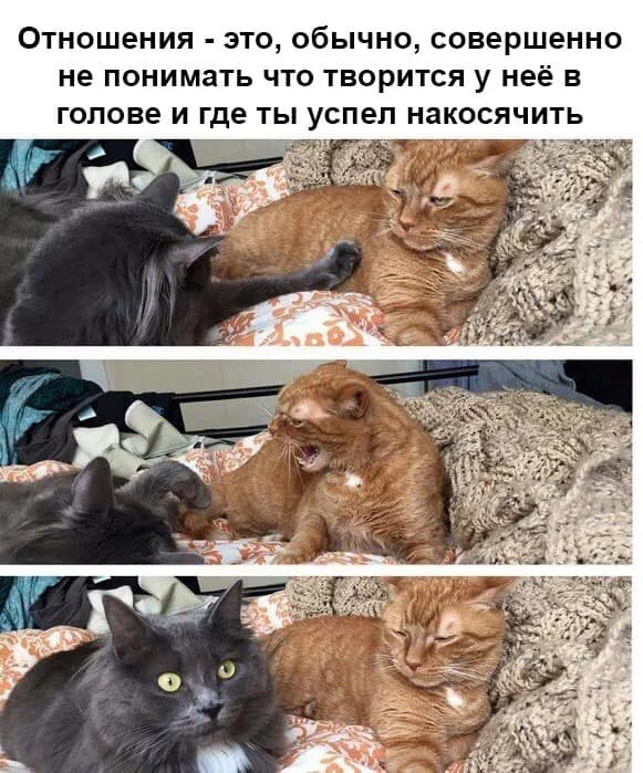 0cbjbb.webp