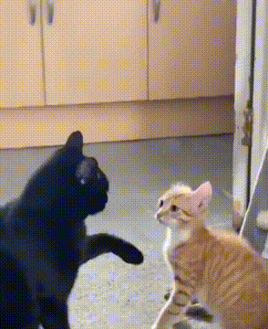 0d014789e3048686.gif