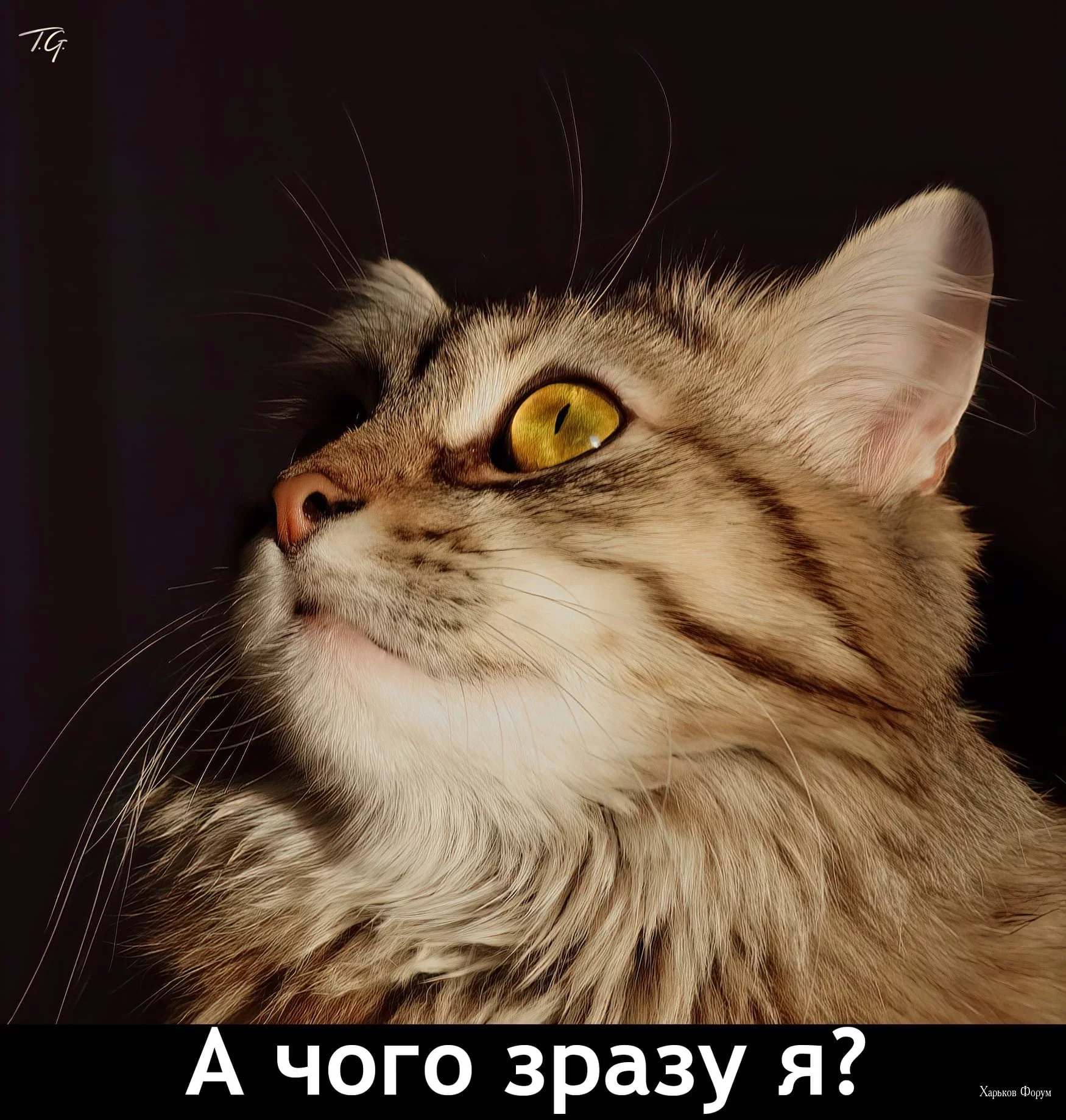 0d58683bf37da4798d17.webp