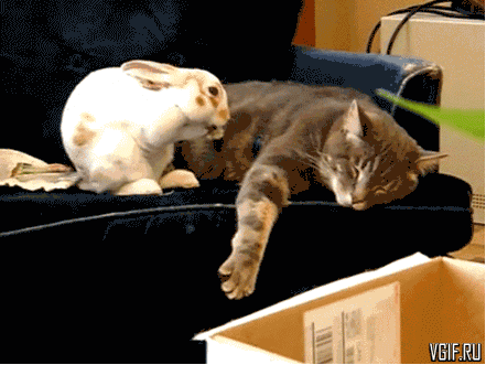 0d74568874fc198ab.gif