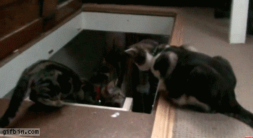 0e273e4726441be15e.gif