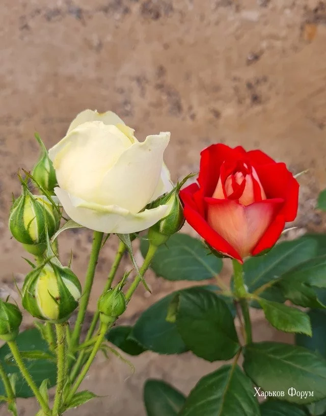 0fc45e1363ca9db8c1e92.webp