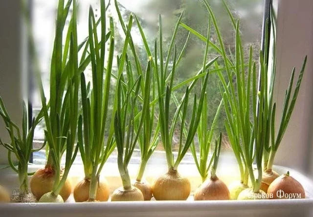 0ff1a0810a95aafc4c54.webp