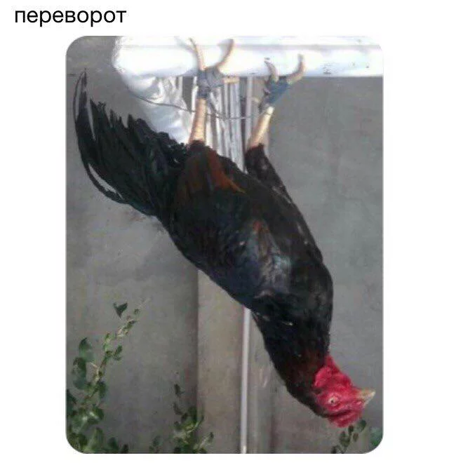 0hhddb.webp