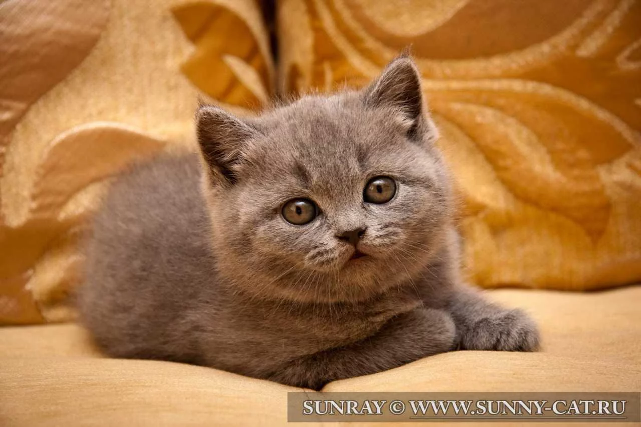 1-britanskij_kotenok_dominic_sunray_012.webp