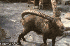 10-funny-animal-gifs-111-scratching-butt-with-horn.gif