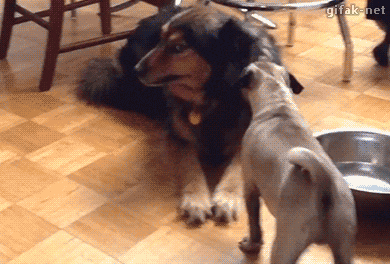 10-funny-gif-173-dogs.gif