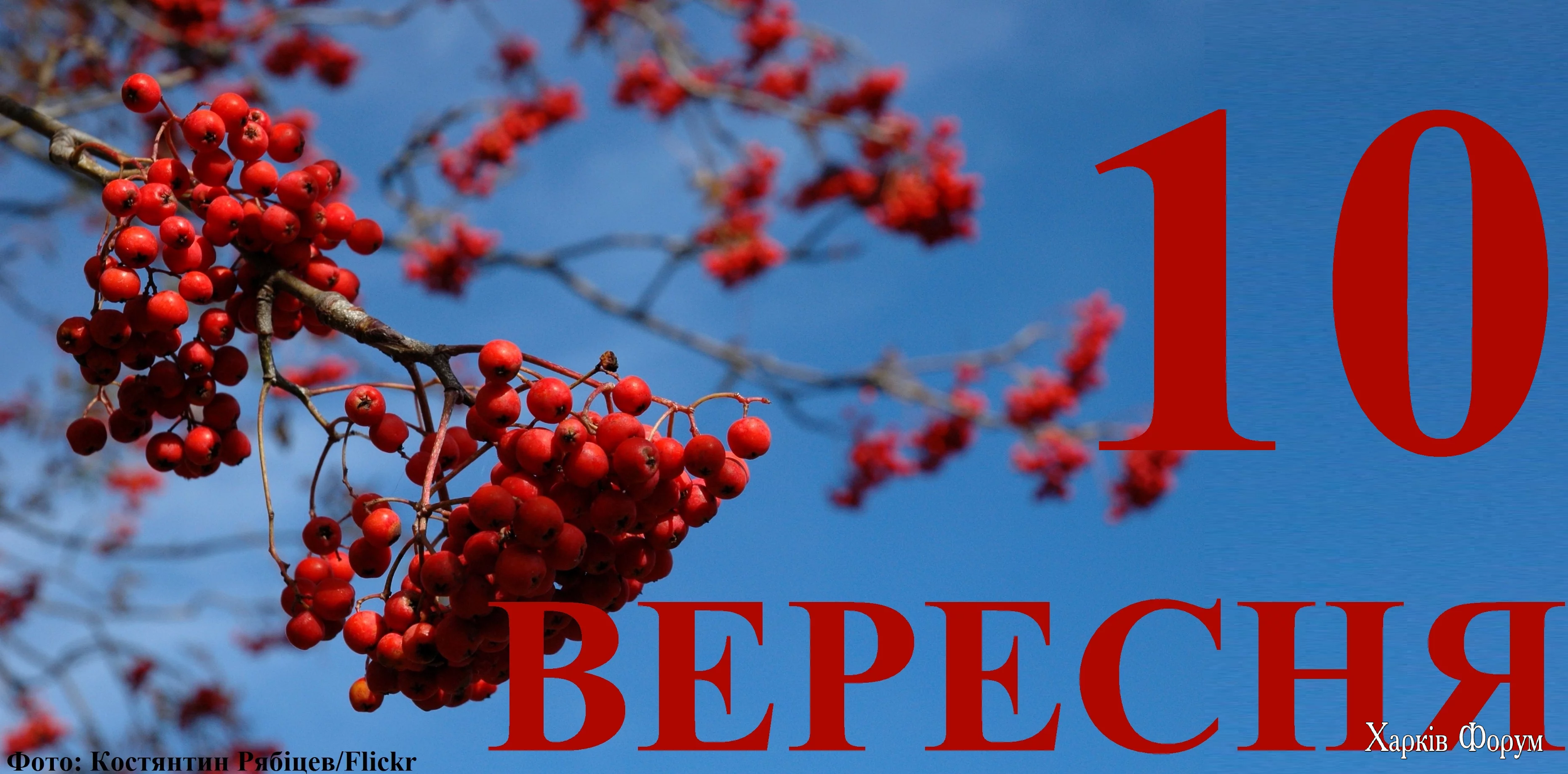 10-VERESNYA.webp
