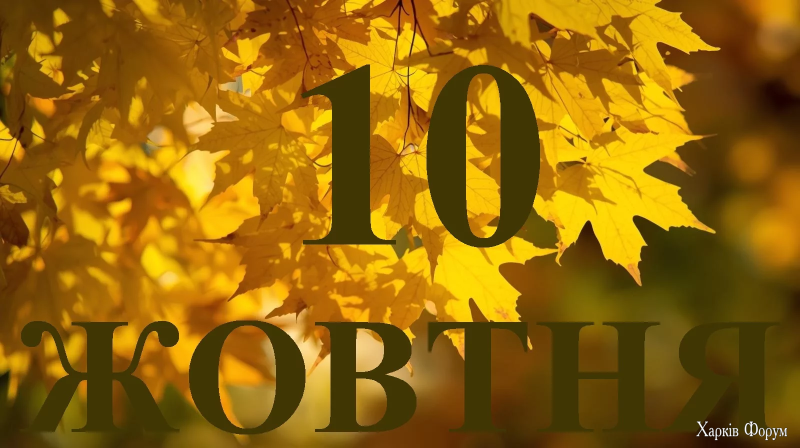 10-ZHOVTNYA.webp