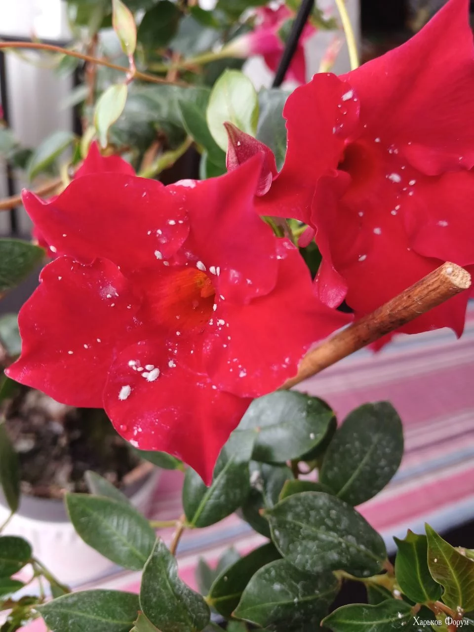 1000004408.webp