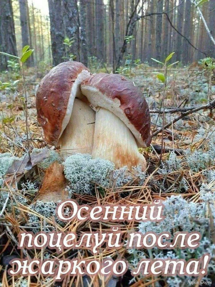 1000021937.webp
