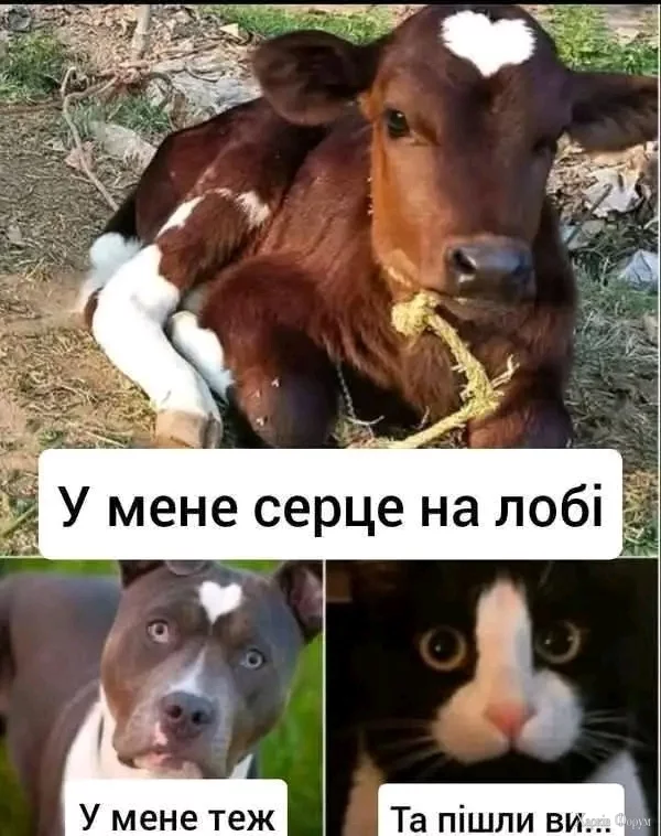 1000031070.webp
