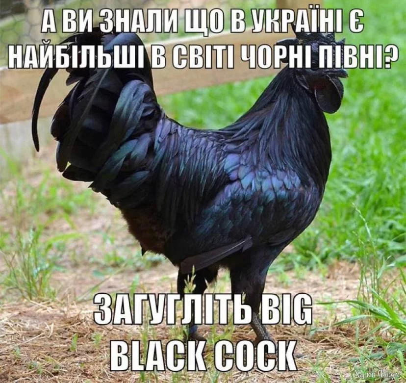 1000040680.webp