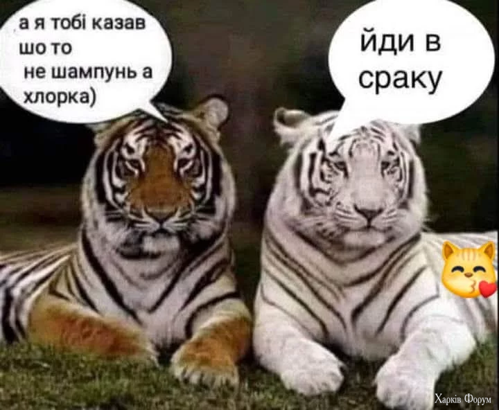 1000046797.webp