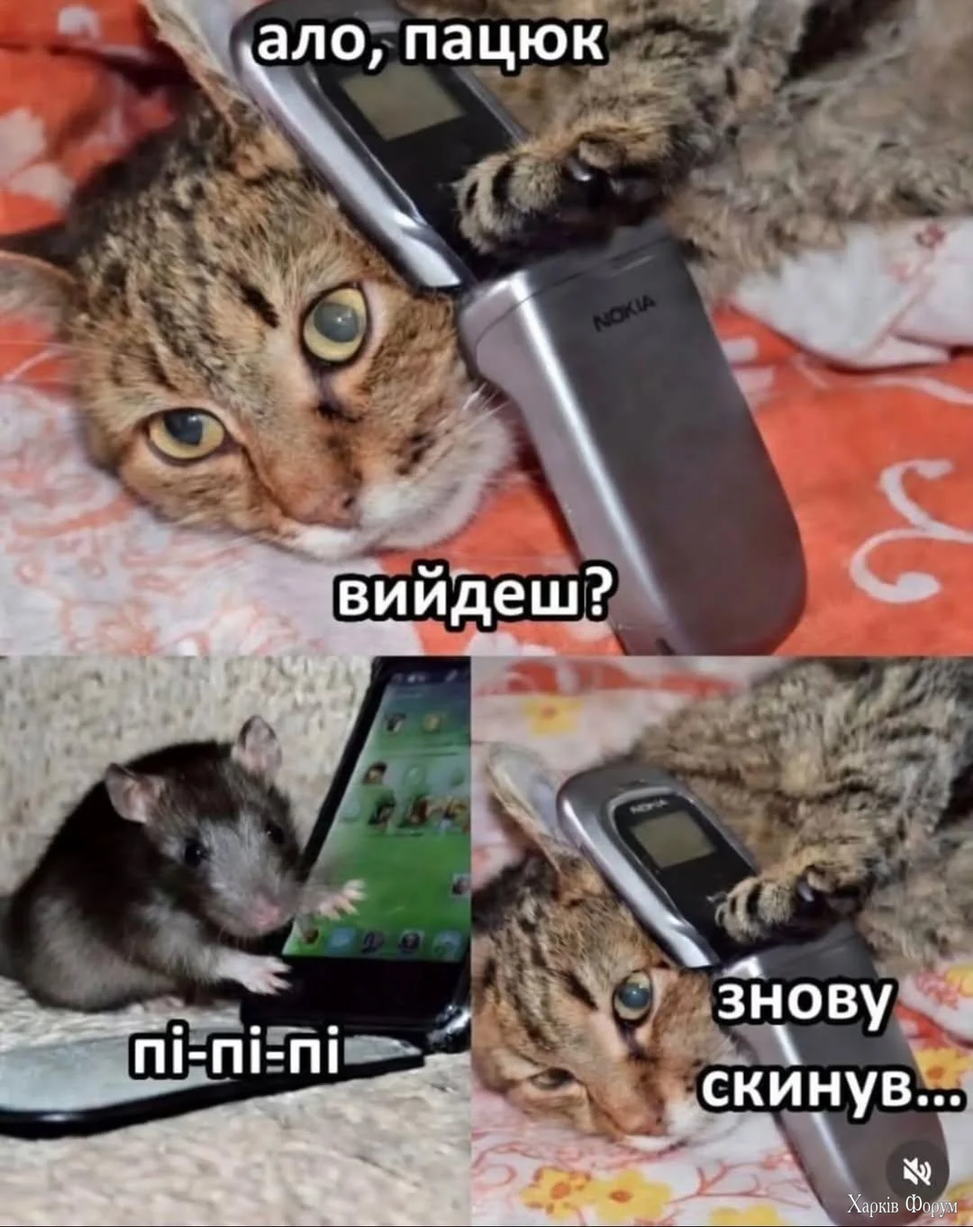 1000066835.webp