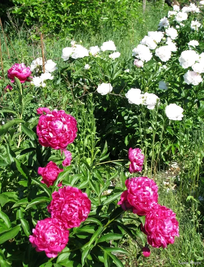 1000101482.webp
