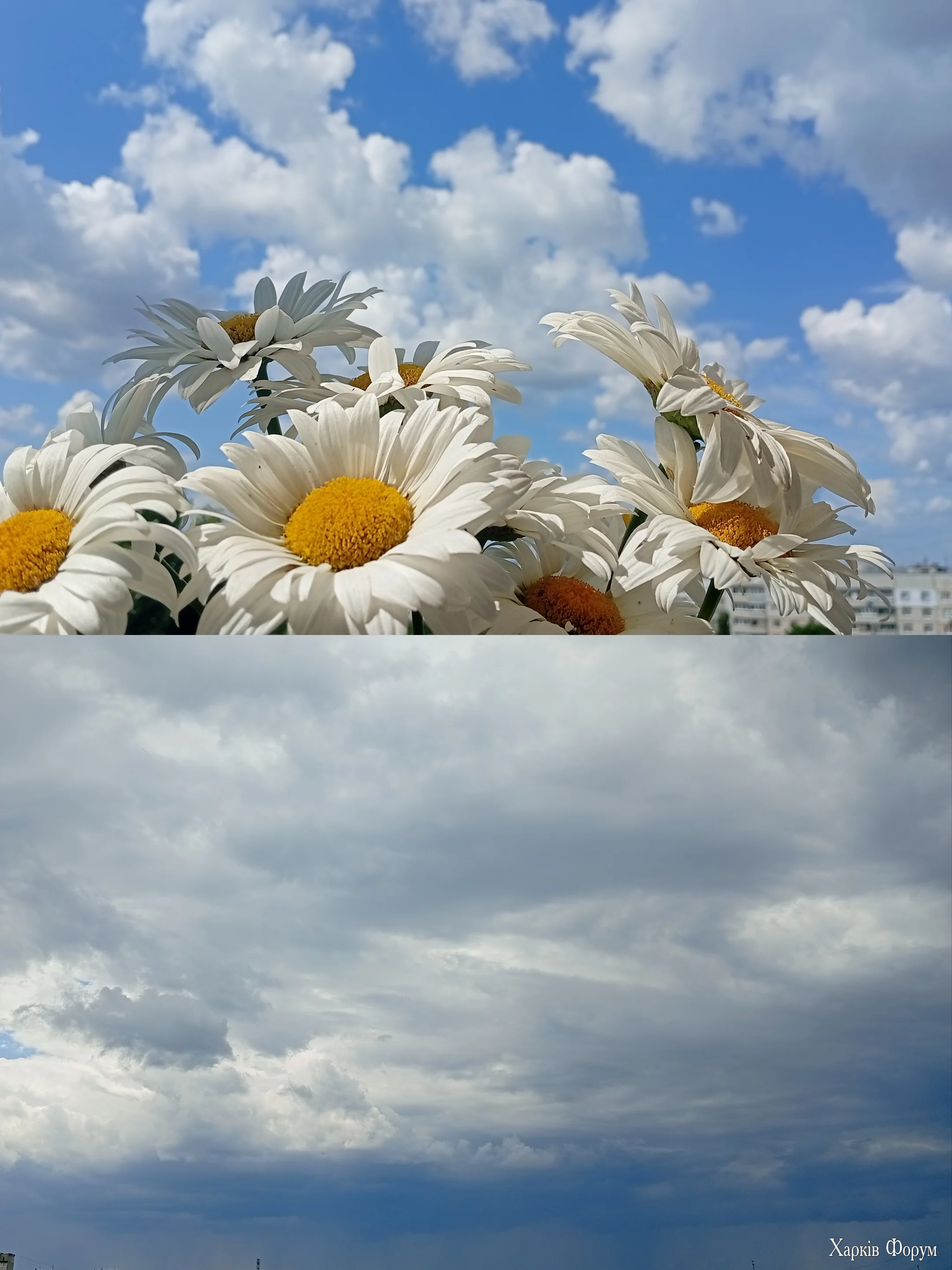1000107355.webp