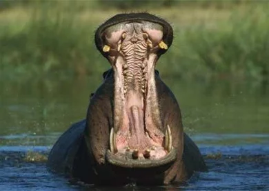 100645329_Begemot.webp