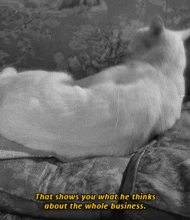 1007e1138258303bbd29b47671b4d95c9e3554bc.gif