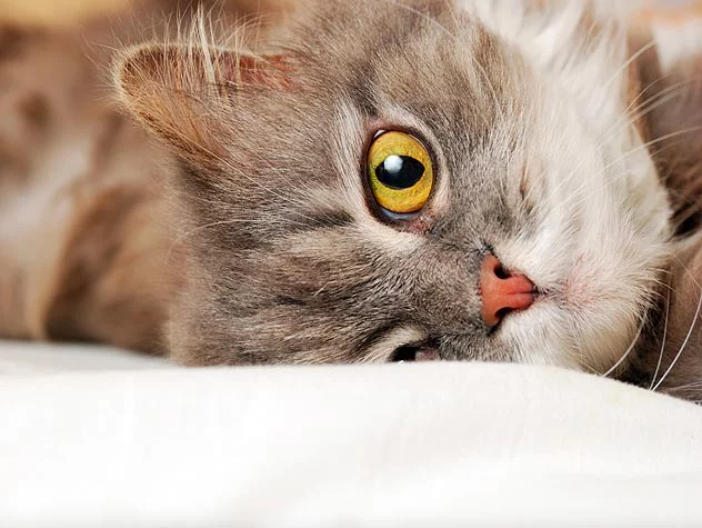 100901720-cat-adoption-first-30-days-632x475.webp