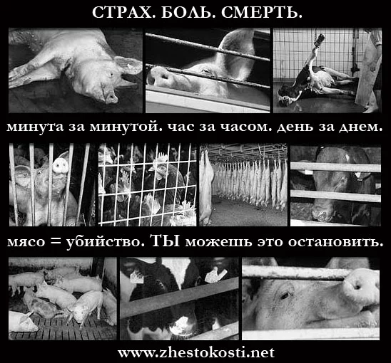 10108911.webp