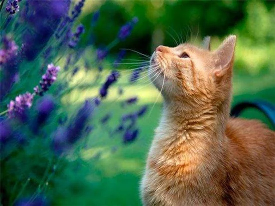 102.webp
