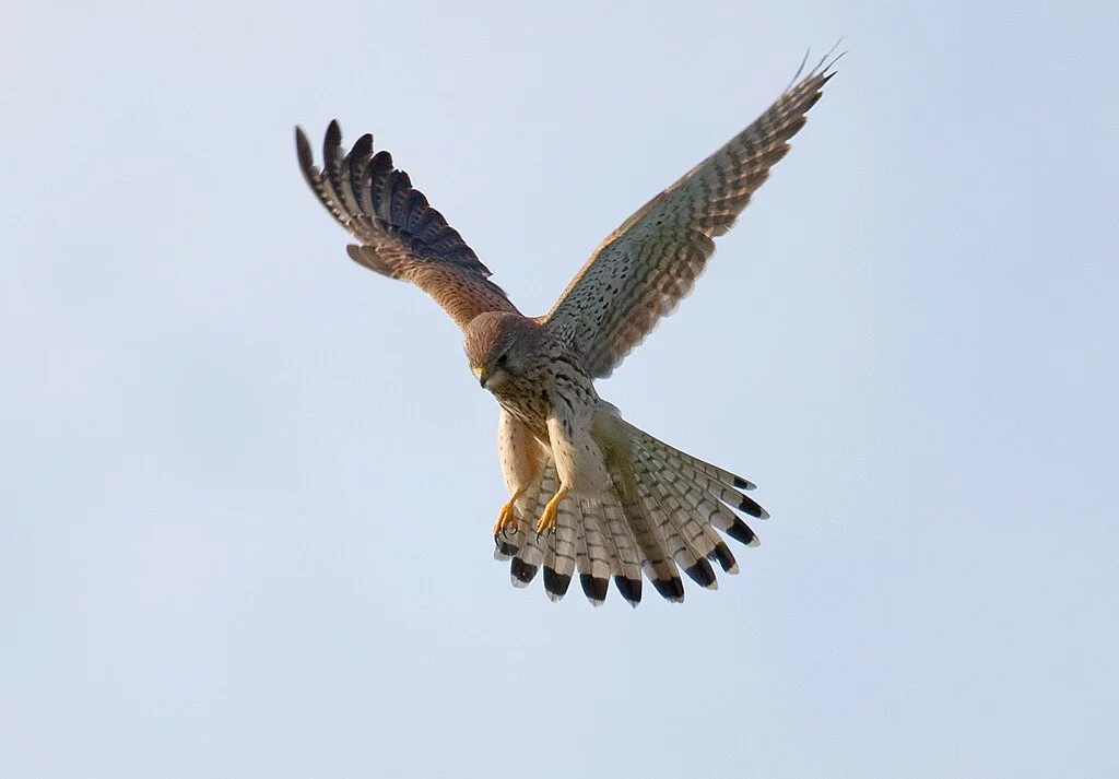 1024px-Common-Kestrel-4.webp