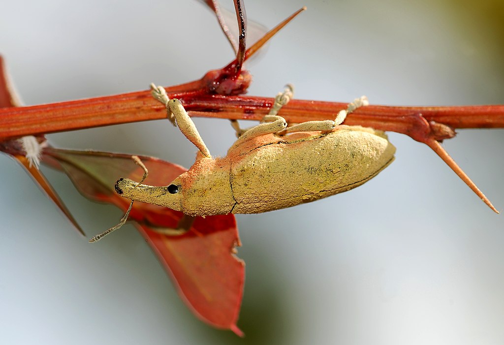 1024px-Weevil_September_2008-1.jpg