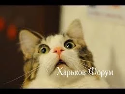 1031fff3e1edb2d0477.webp