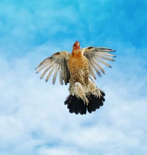 103583_chicken.webp
