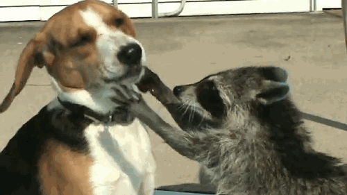 103e4dba790376064afd1e88db0959c1_5.gif