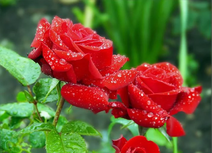 105754101_kaktusovyy_georgin2.webp