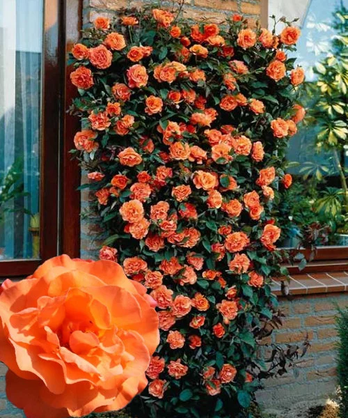10655.970.webp